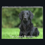 Flat-coated Retriever Calendar<br><div class="desc">A Calendar with 12 different pictures of Flat-coated Retriever</div>