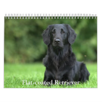 Flat-coated Retriever Calendar