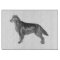 Flat Coated Retriever