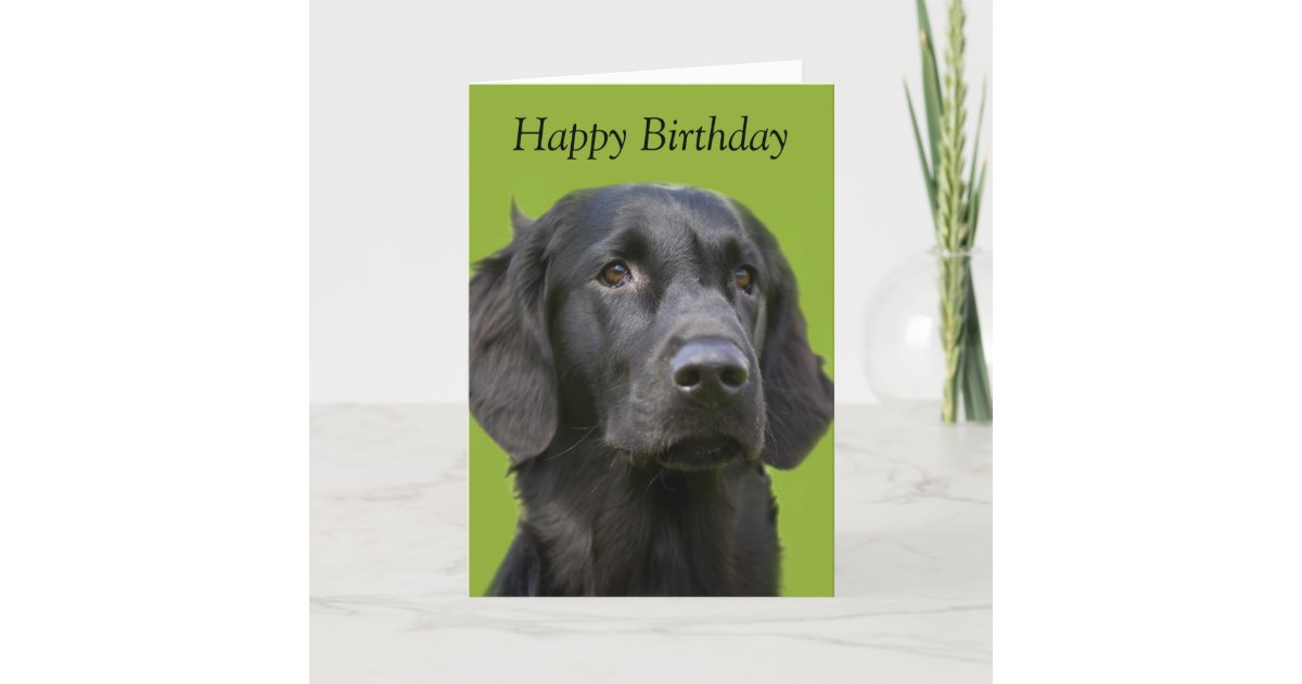 Black Flatcoat Retriever Birthday CardBlack Flat Coat Gundog Cupcake Greetings Card With Bunting /& BalloonsCanine Celebration Card