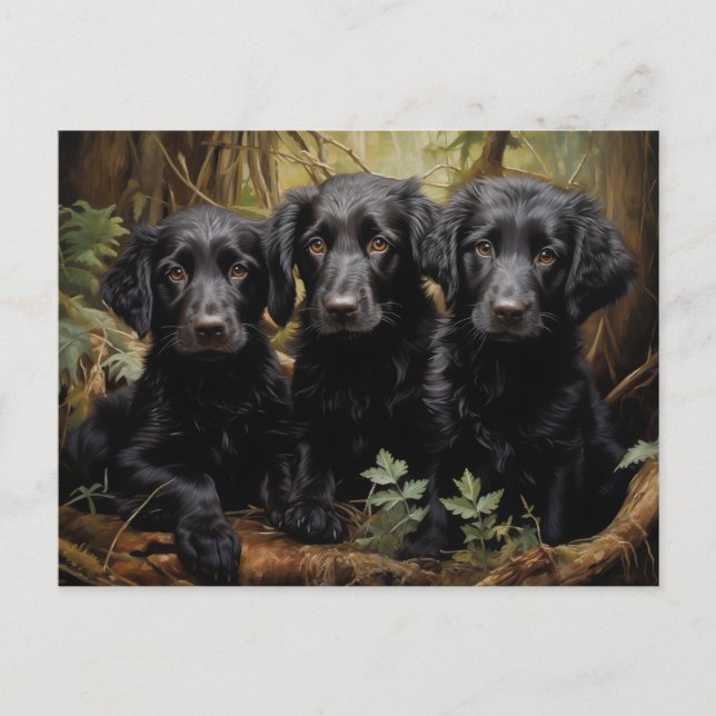Flat Coated Retriever Puppies Postcard (Front)
