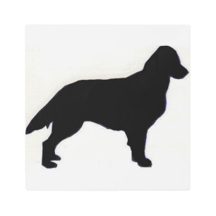 Flat-Coated Retriever silo Metal Print