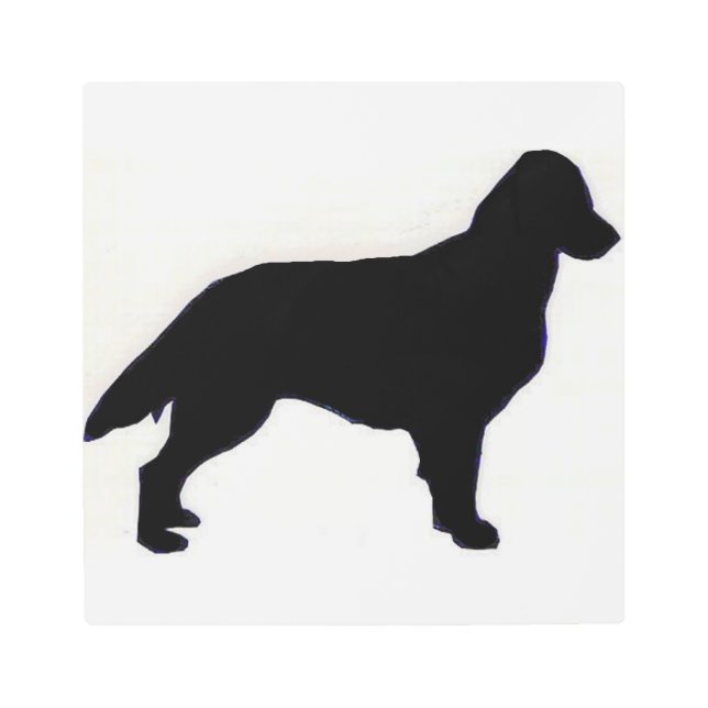 Flat-Coated Retriever silo Metal Print (Front)