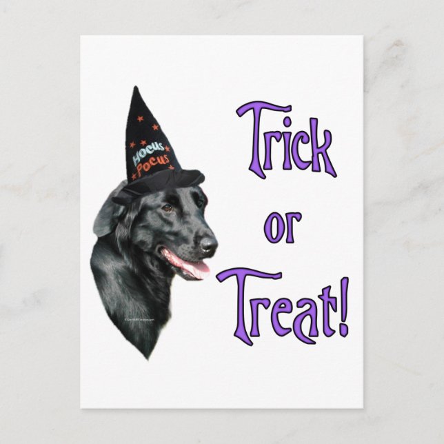 Flat-Coated Retriever Trick Postcard (Front)