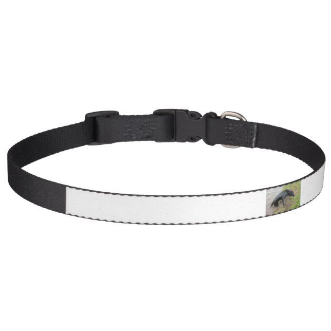 flat coated retriever wet pet collar (Front)