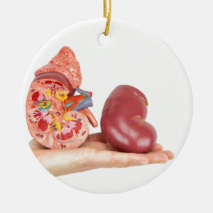 Flat hand showing model human kidney ceramic ornament