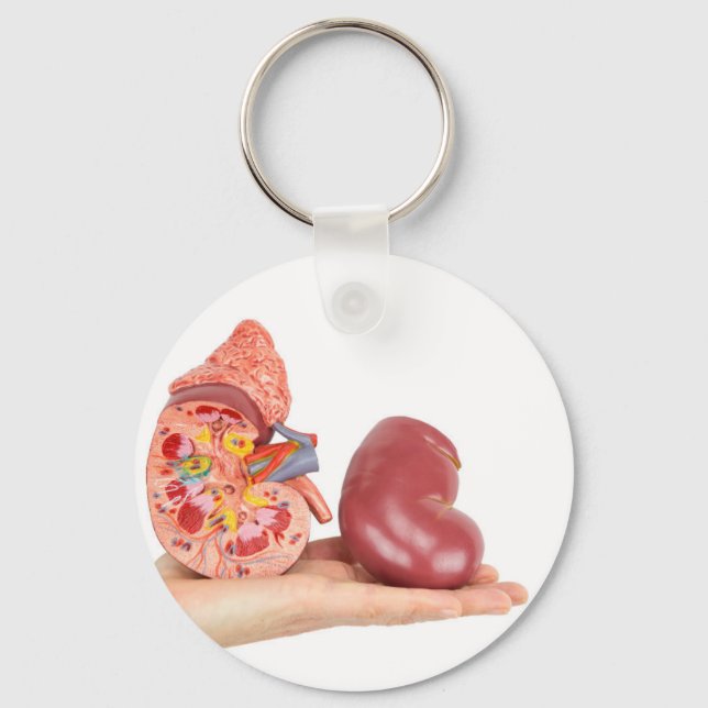 Flat hand showing model human kidney keychain (Front)