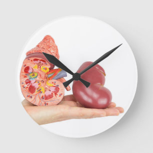 Flat hand showing model human kidney round clock