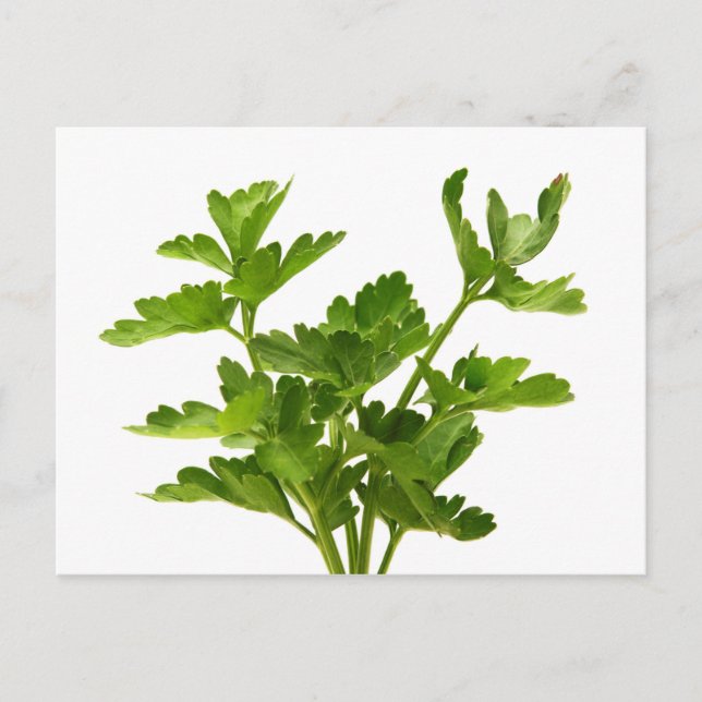 Flat-leaved parsley postcard (Front)