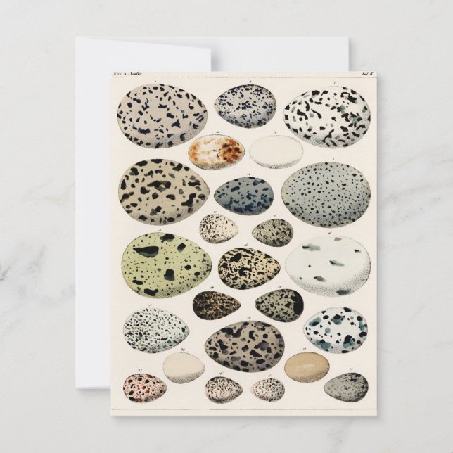 FLATCARD WITH VINTAGE "BIRDS EGGS" (Front)
