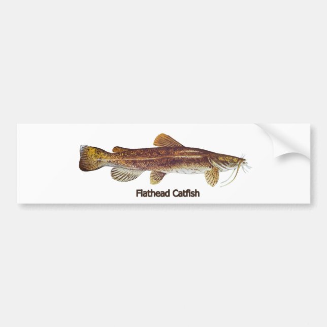 Flathead Catfish Bumper Sticker (Front)