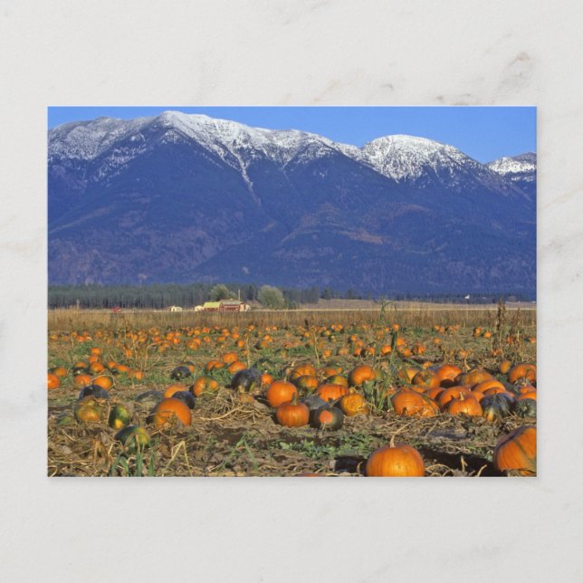 Flathead Valley Montana Pumpkin patch Postcard (Front)