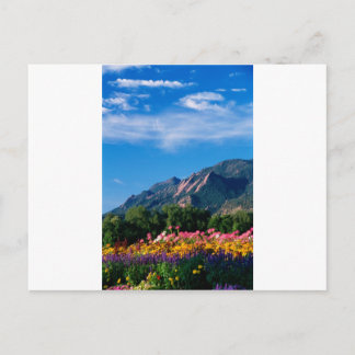 Flatirons and Flowers, Boulder Colorado Postcard