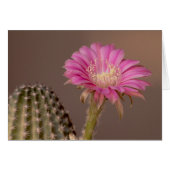 Flatty Cake blooms (Front Horizontal)