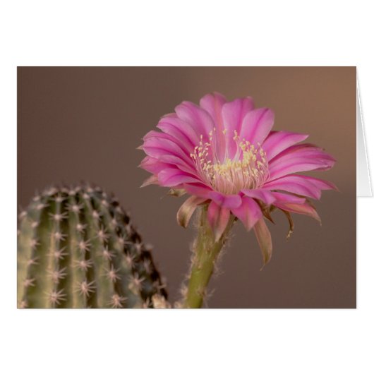 Flatty Cake blooms Cards (Front Horizontal)