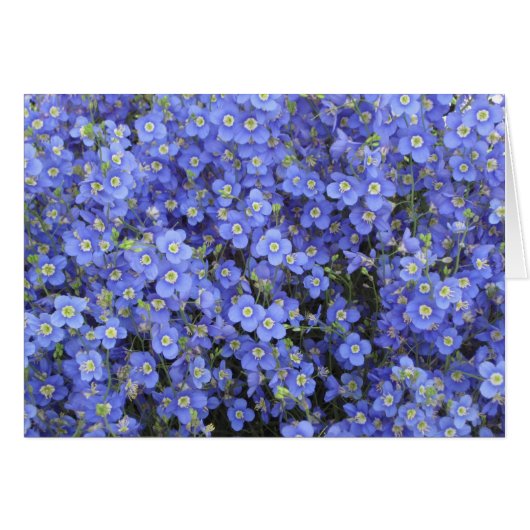 Flax Flowers at Longwood Gardens, Pennsylvania Cards (Front Horizontal)