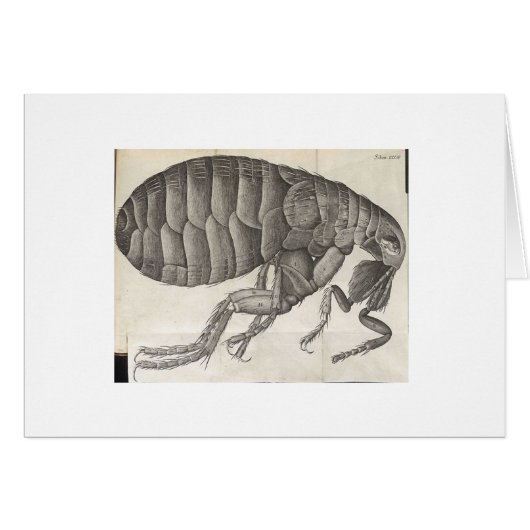 Flea Cards (Front Horizontal)