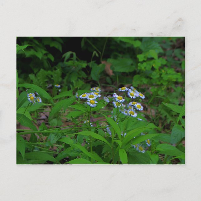 Fleabane Flower Postcard (Front)