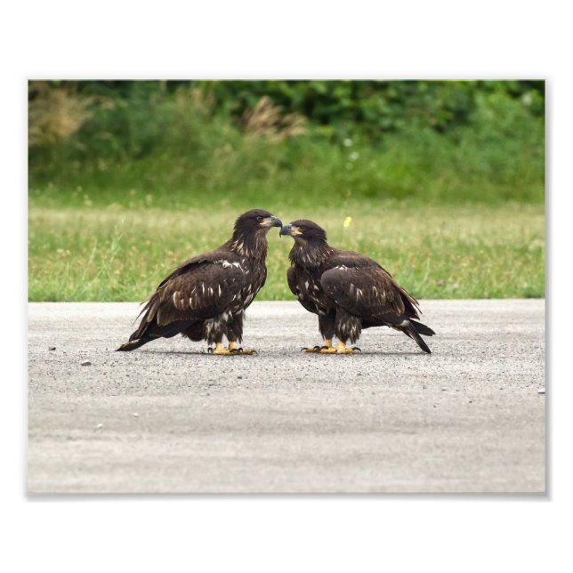 Fledgling Bald Eagles Photo Print (Front)