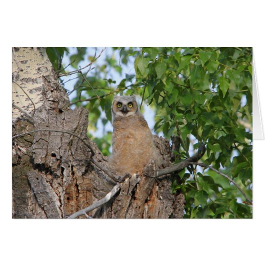 Fledgling Great Horned Owl Cards (Front Horizontal)