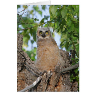 Fledgling Great Horned Owl Cards