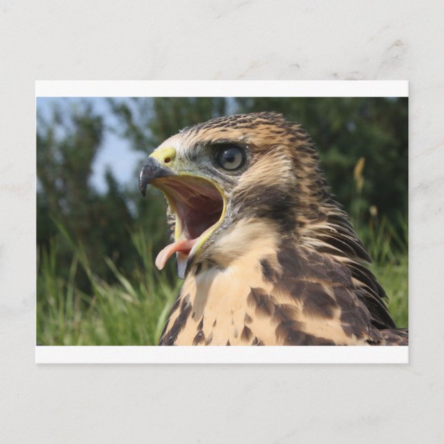 Fledgling Red Tailed Hawk Postcard (Front)
