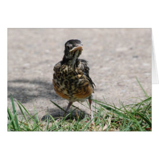 Fledgling Robin with Attitude Cards