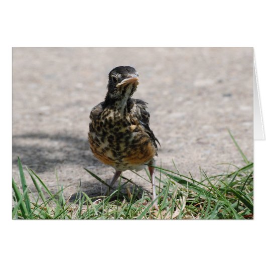 Fledgling Robin with Attitude Cards (Front Horizontal)