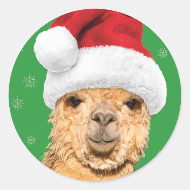 llama with santa hat