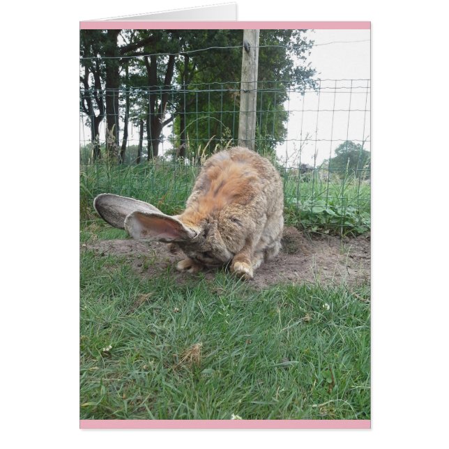 Flemish giant cards (Front)