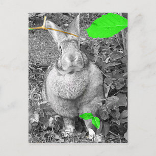 Flemish Giant Rabbit B & W with Green Leaves Postcard