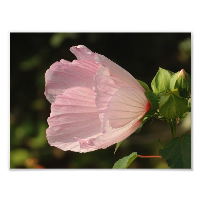 Fleur , Kodak Professional Photo Print (Front)