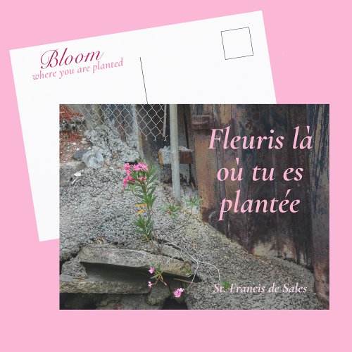 Fleuris l o tu es plante Pink Floral Postcard