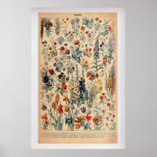 Fleurs by Adolphe Millot  Vintage Botanical Poster