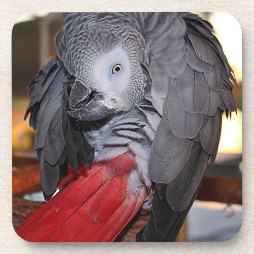 Flexible Congo African Gray Parrot with Red Tail Drink Coaster