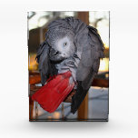 Flexible Congo African Grey Parrot with Red Tail Award<br><div class="desc">What a sweet facial expression on this African Grey Parrot as she preens her back and bright red tail feathers.</div>