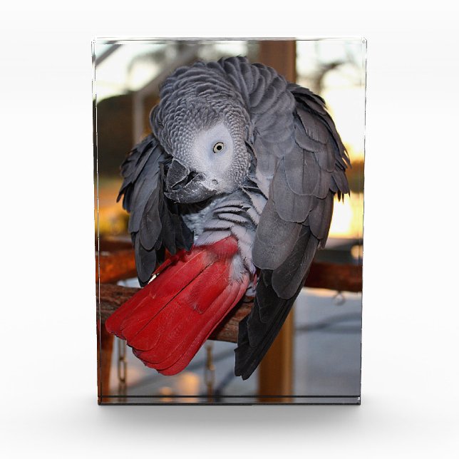 Flexible Congo African Grey Parrot with Red Tail Award (Front)