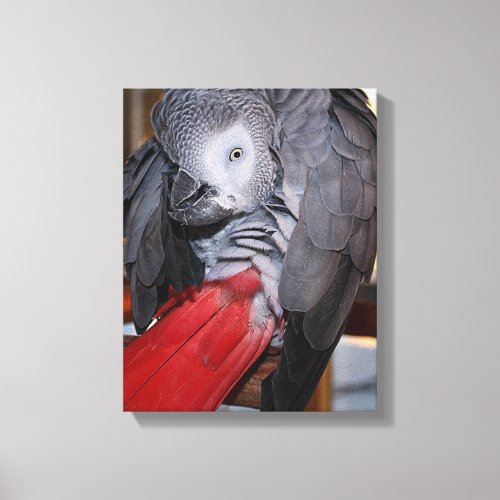 Flexible Congo African Grey Parrot with Red Tail Canvas Print