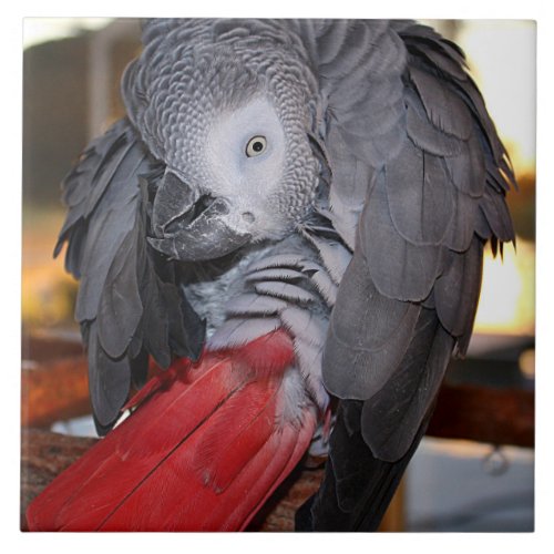 Flexible Congo African Grey Parrot with Red Tail Ceramic Tile