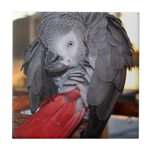 Flexible Congo African Grey Parrot with Red Tail Ceramic Tile