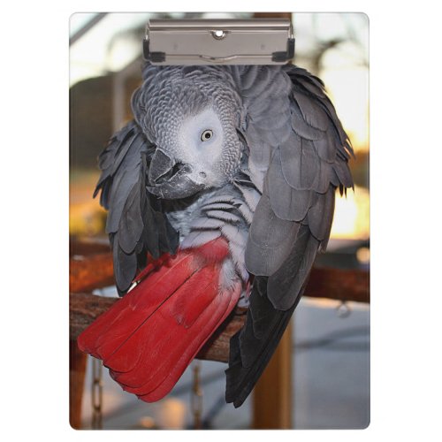 Flexible Congo African Grey Parrot with Red Tail Clipboard