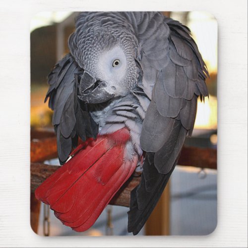 Flexible Congo African Grey Parrot with Red Tail Mouse Pad