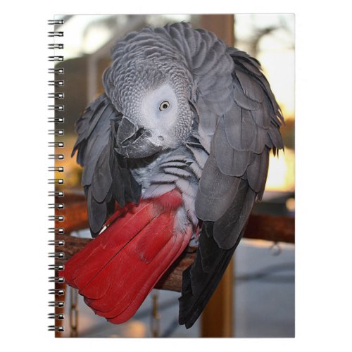 Flexible Congo African Grey Parrot with Red Tail Notebook