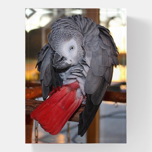 Flexible Congo African Grey Parrot with Red Tail Paperweight