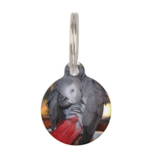 Flexible Congo African Grey Parrot with Red Tail Pet Name Tag