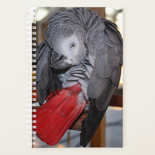Flexible Congo African Grey Parrot with Red Tail Planner
