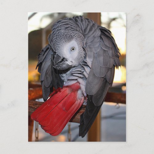 Flexible Congo African Grey Parrot with Red Tail Postcard