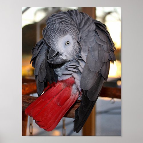 Flexible Congo African Grey Parrot with Red Tail Poster