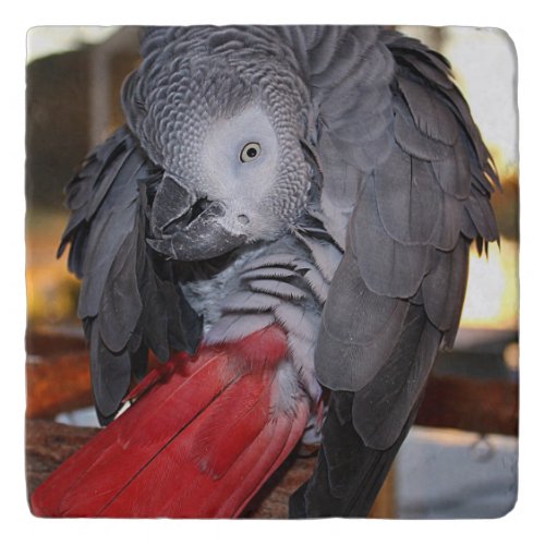 Flexible Congo African Grey Parrot with Red Tail Trivet