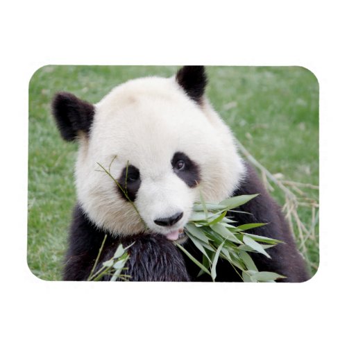 Flexible magnet Photo giant panda  animals 0166